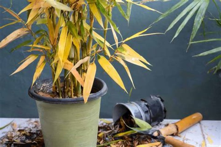 When bamboo turns yellow?