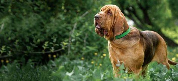 When bloodhound full grown?