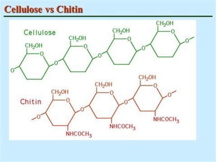 When comparing cellulose to chitin?