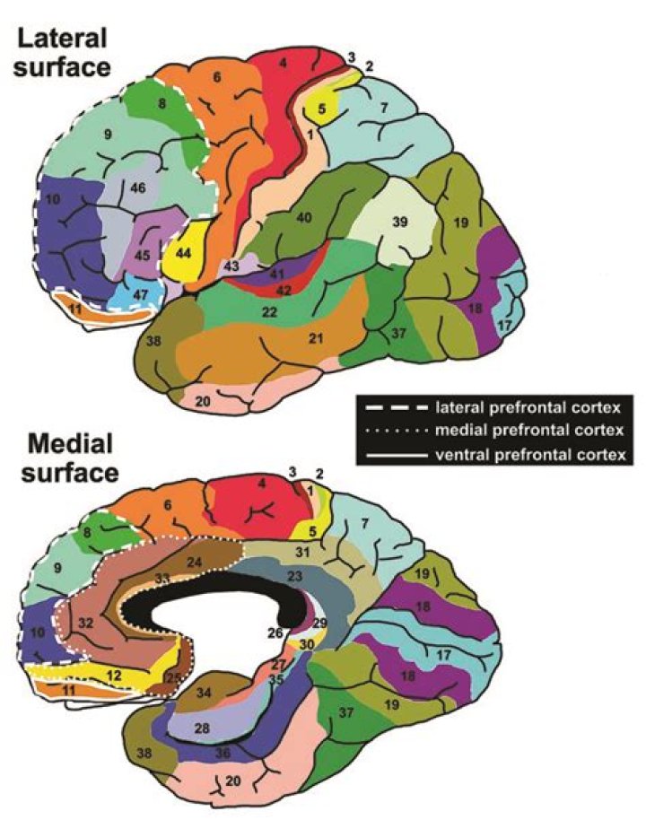 When did humans develop the prefrontal cortex?
