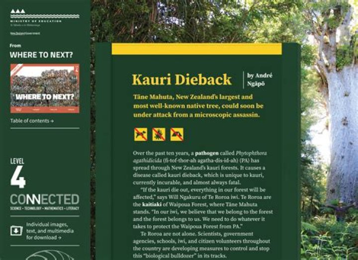 When did kauri dieback start?