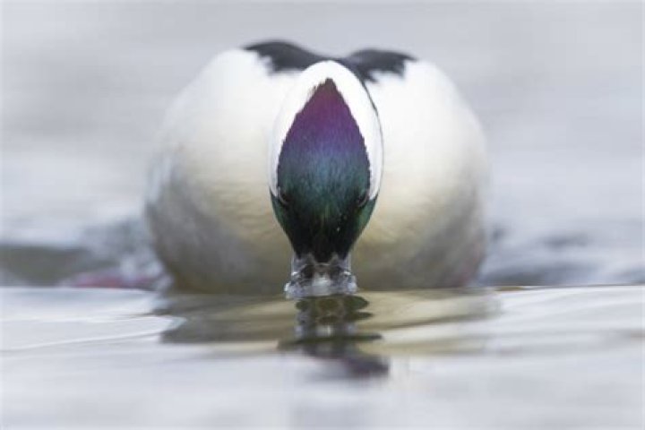 When do buffleheads migrate?