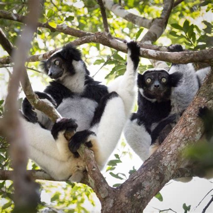 When do indri mate?