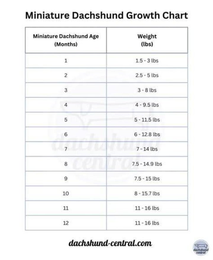 When do miniature dachshunds stop growing?