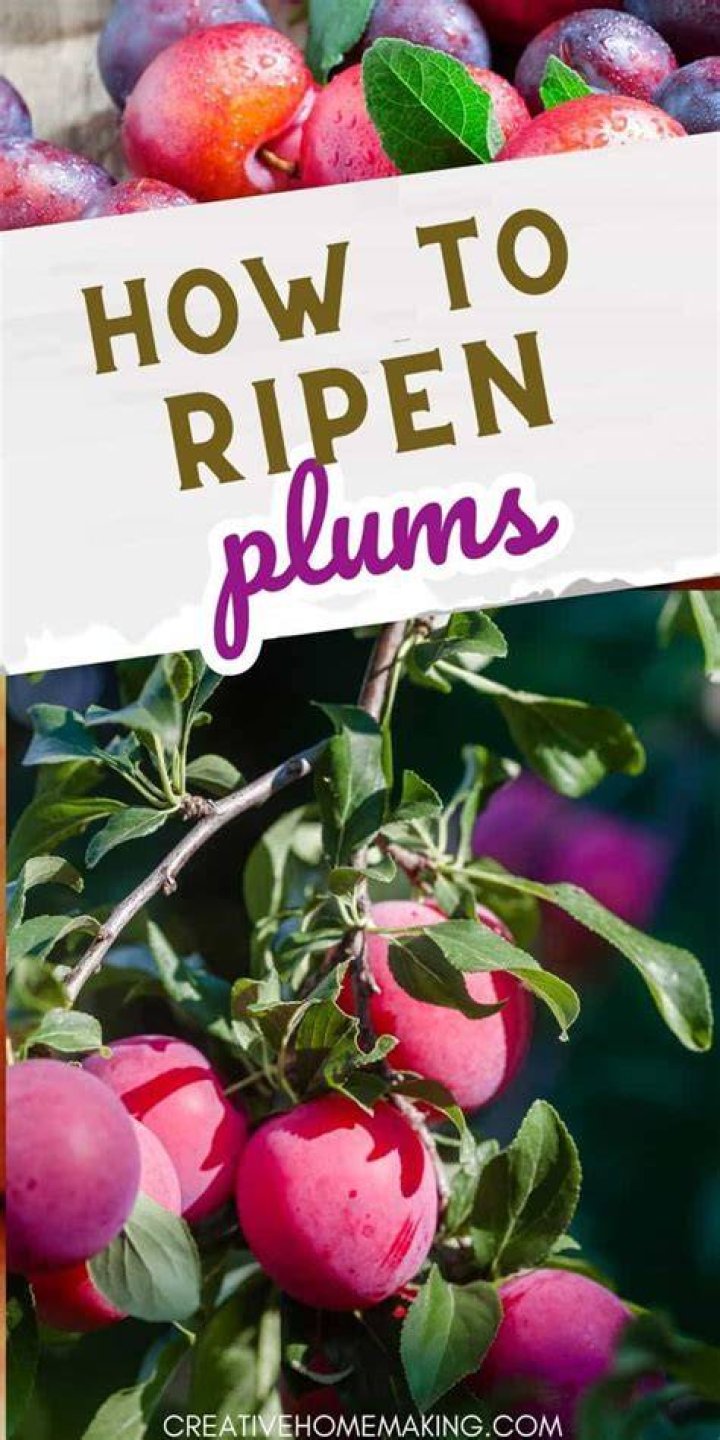 When do mirabelle plums ripen?