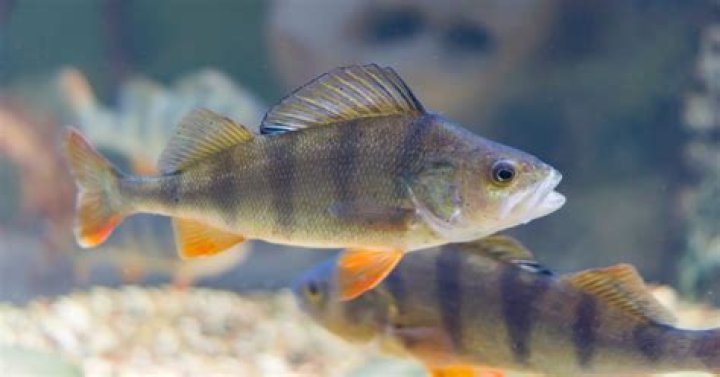 When do perch spawn in wisconsin?