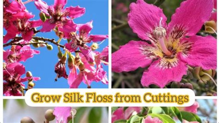 When do silk floss trees bloom?