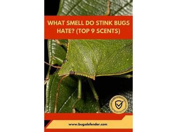 When do stink bugs come out?