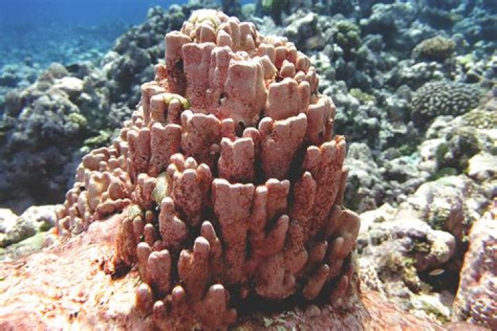 When does coralline algae grow?