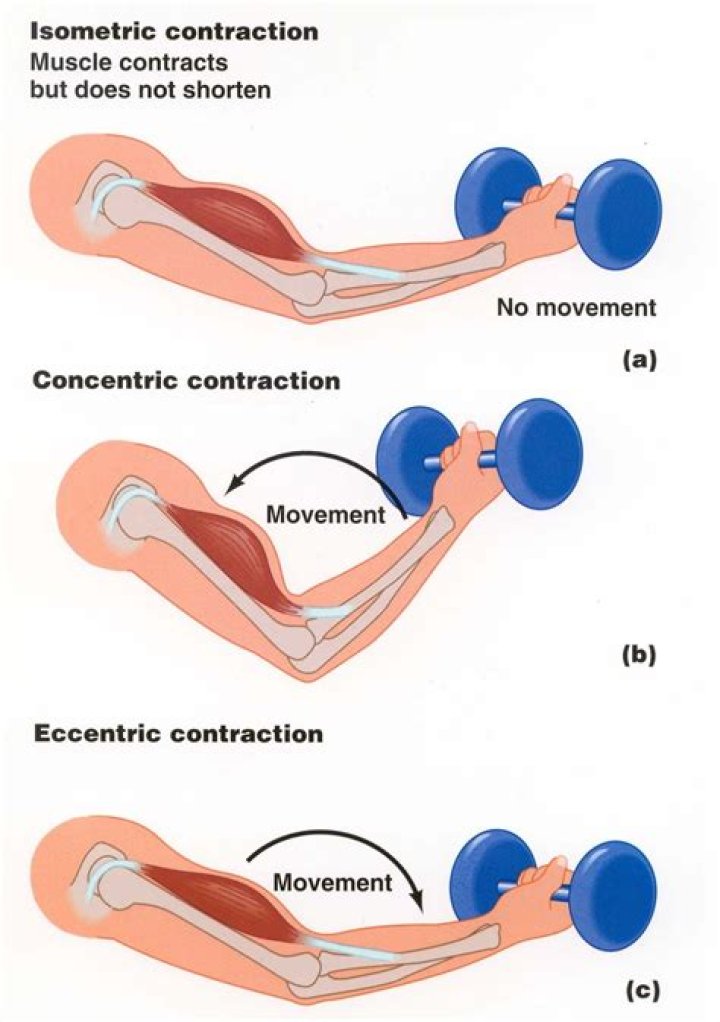 When does isotonic contraction occur?