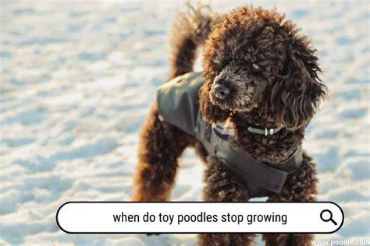 When poodle stop growing?