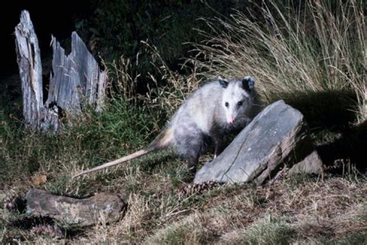 When possums play dead?