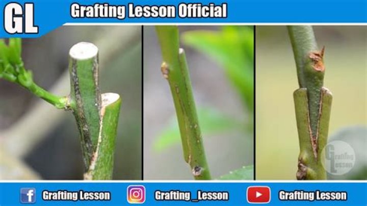 When should grafting be done?