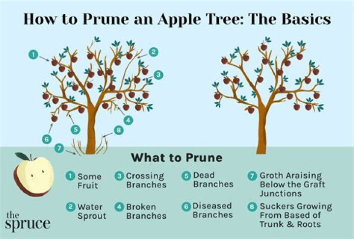 When should i prune my prunus tree?