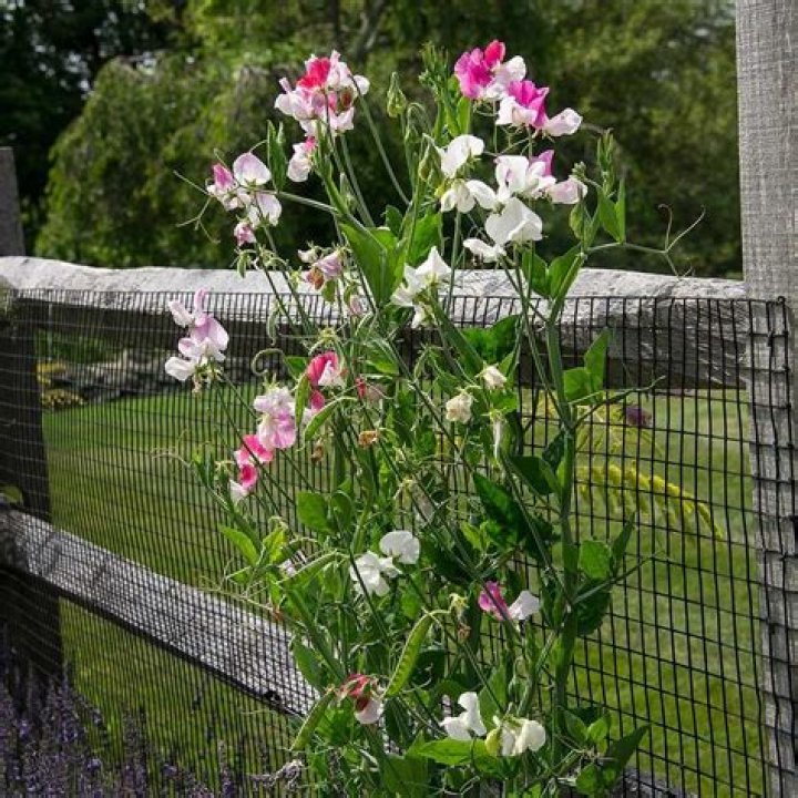 When sweet peas finished flowering?