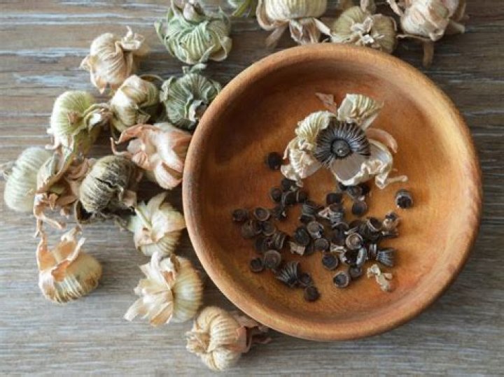 When to harvest seeds?