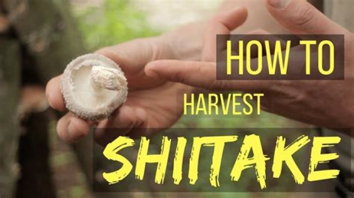 When to harvest shiitake?