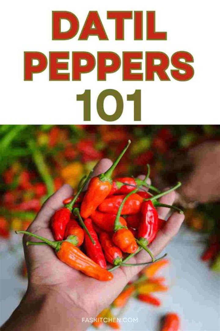 When to pick datil peppers?