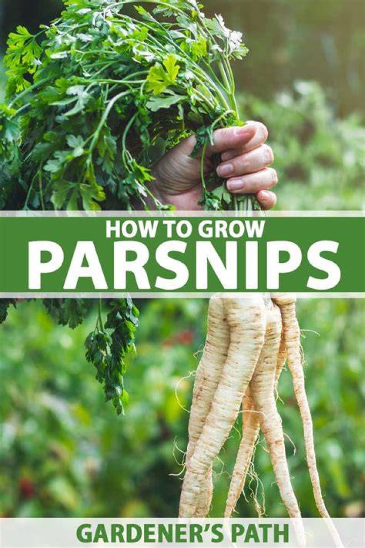 When to plant parsnips nz?