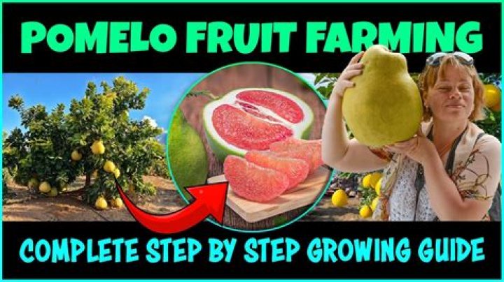 When to plant pomelo?