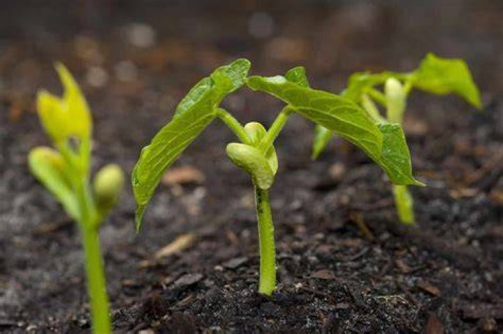 When to plant stringless beans?