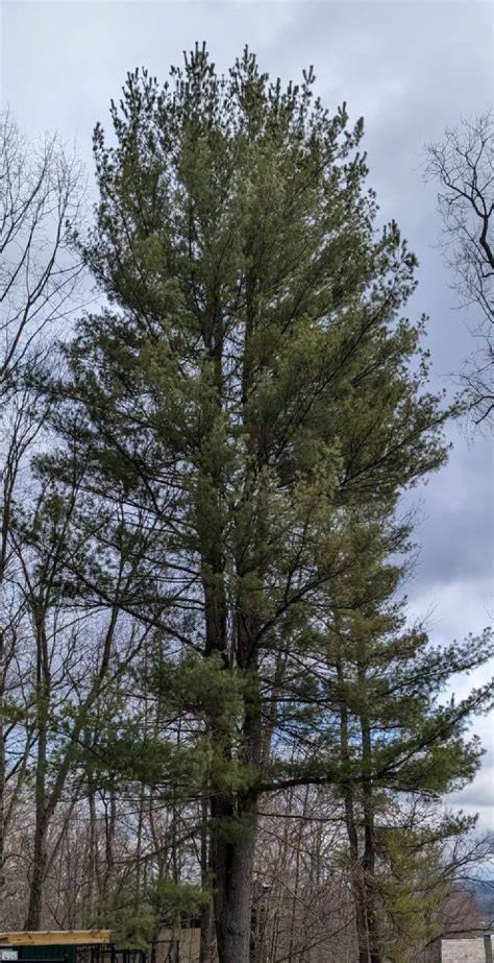When to prune pinus strobus?