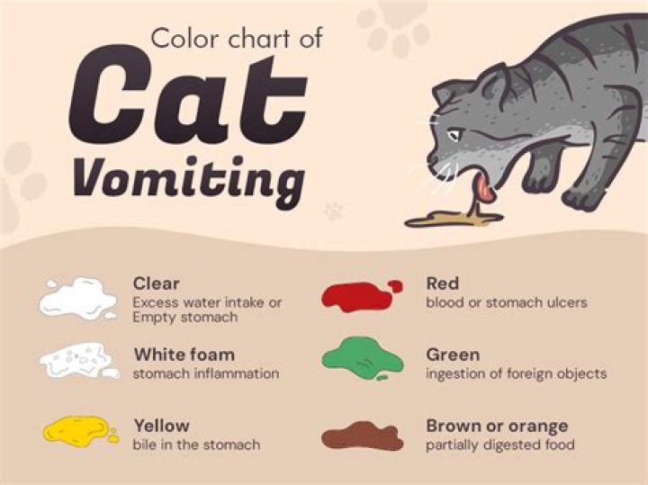 When to worry about cats vomiting?