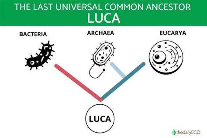 When was the last universal common ancestor?