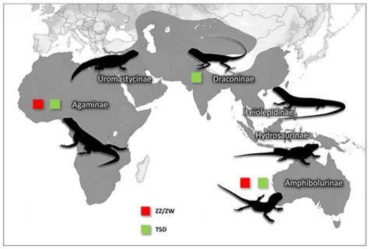 Where are agamids found?