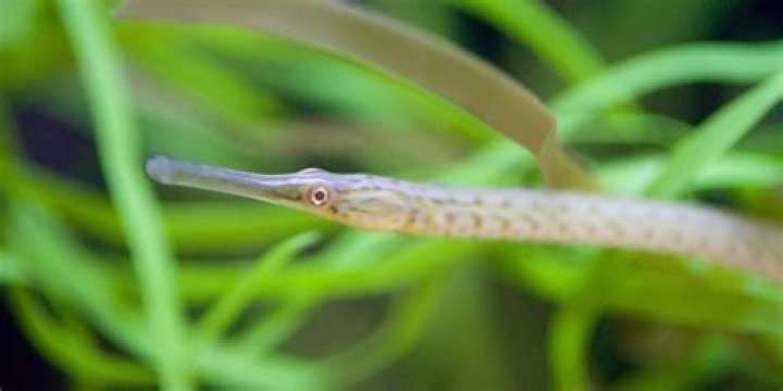 Where are bay pipefish found?