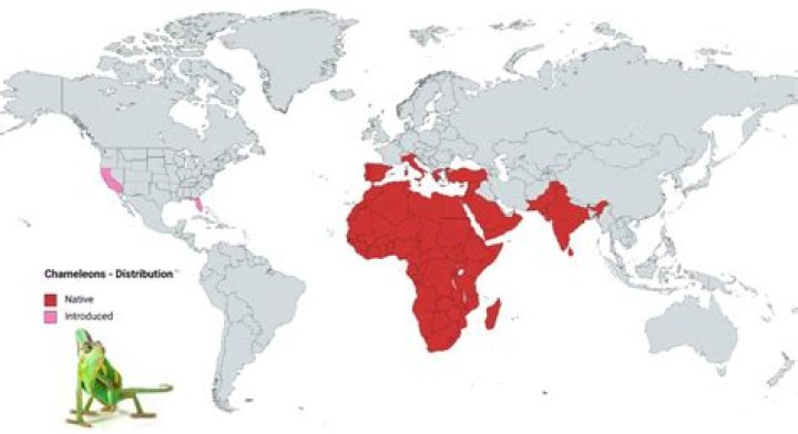 Where are chameleons found?