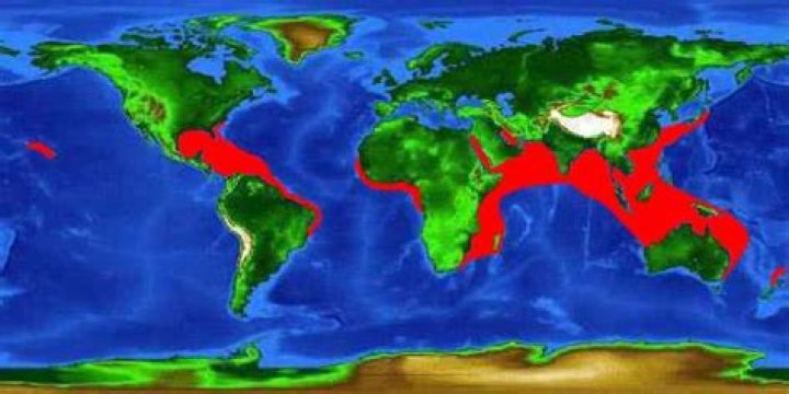 Where are frogfish found?