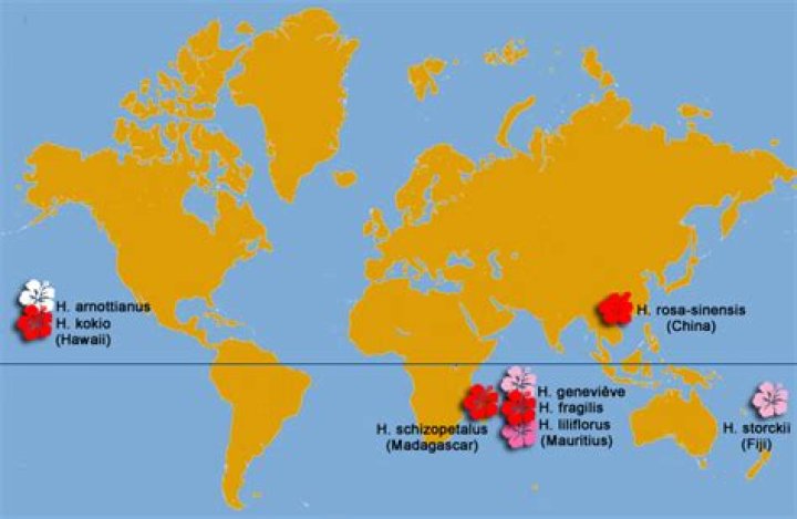 Where are hibiscus found?
