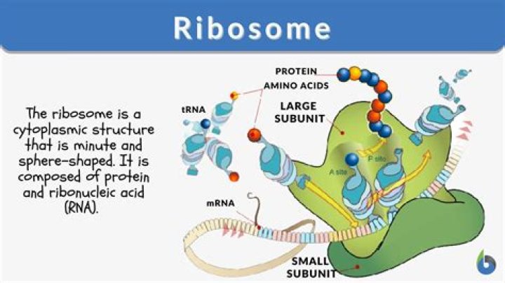 Where are ribosomes made?