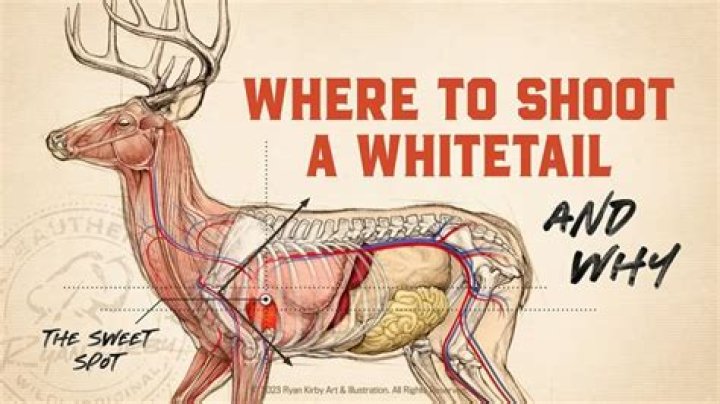 Where are whitetail deer native to?