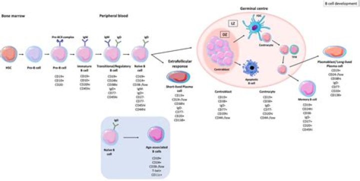Where do b cells maturation?