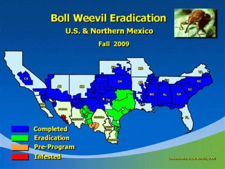 Where do boll weevils live?