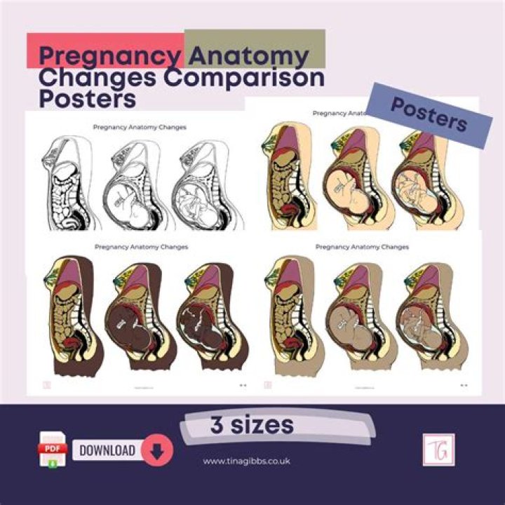 Where do bowels go during pregnancy?