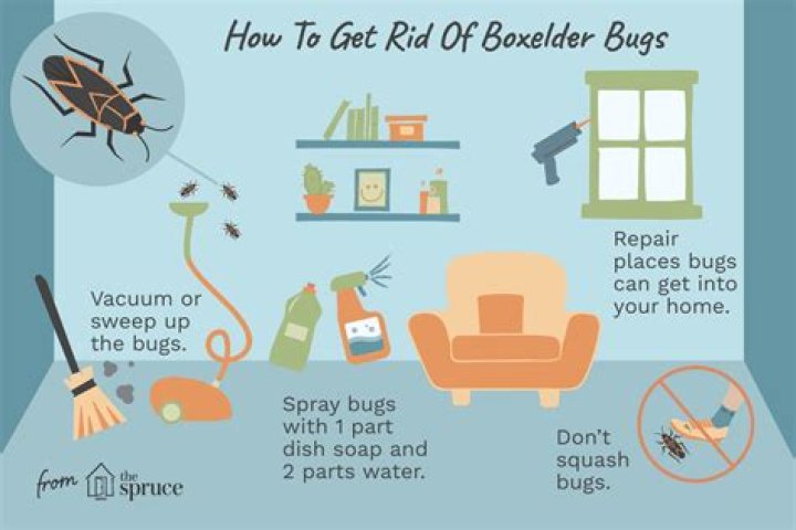 Where do boxelder bugs come from?