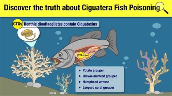 Where do ciguatera live?