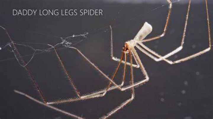 Where do daddy long legs spiders live?