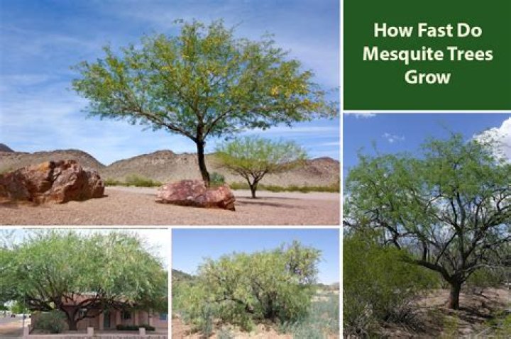 Where do mesquite trees grow?
