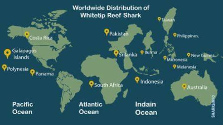 Where do oceanic whitetip sharks live?