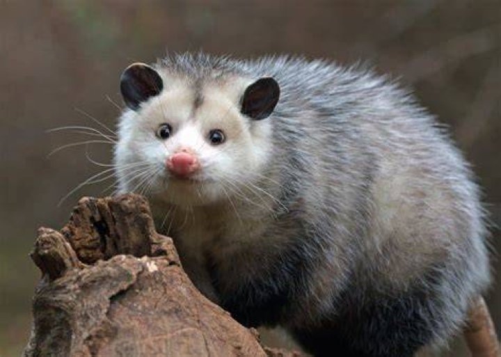 Where do possums sleep?
