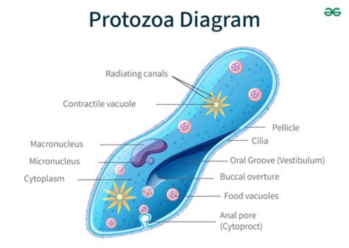 Where do protozoans usually live?