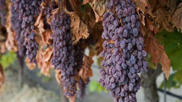 Where do raisins come from?