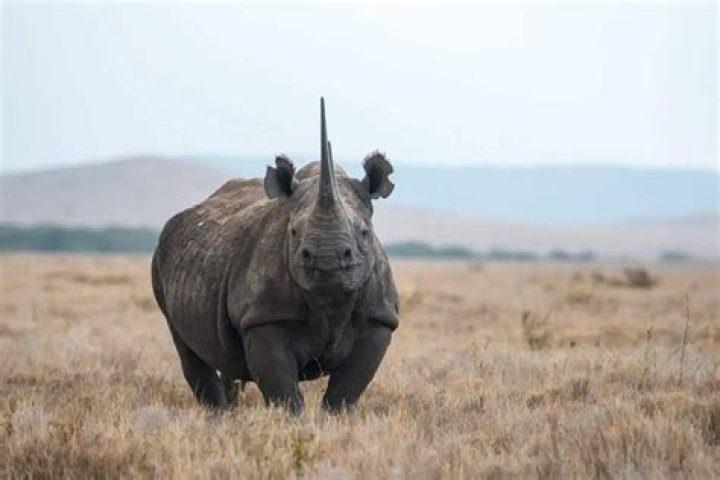 Where do rhinoceroses live?