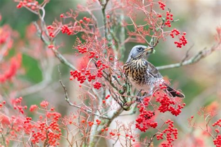 Where do thrushes go in winter?