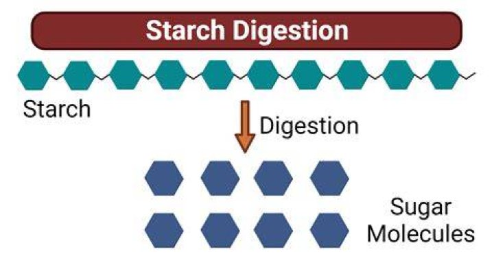 Where do we get starch from?