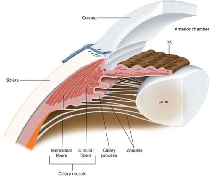 Where do zonules attach to lens?